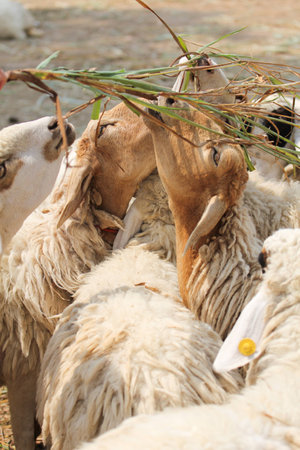 Sheep grazing