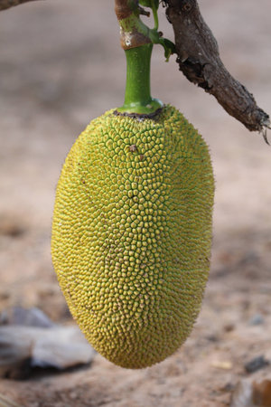 Jackfruit in the garden 