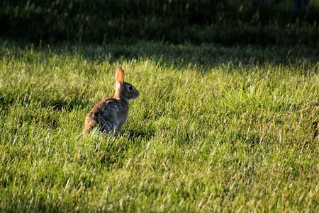 Wild rabbit in the field