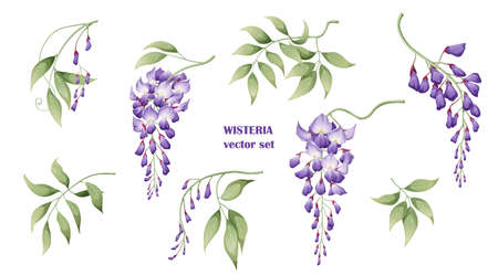Set of purple wisteria flowers and leaves. Great for decor and spring decoration.のイラスト素材
