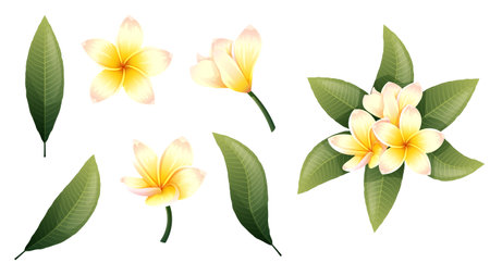 Set of yellow plumeria flowers and green leaves on an isolated background. Tropical frangipani flower elements for decoration, stickers, design, etc.のイラスト素材