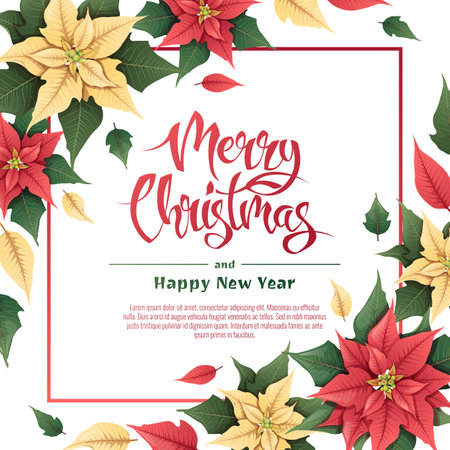 Square background with red and yellow poinsettia. Christmas card, poster with festive floral decor. Vector botanical illustration for New Year and Christmas.のイラスト素材