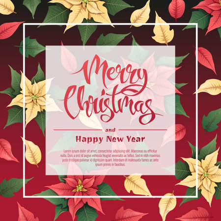 Square background with red and yellow poinsettia. Christmas card, poster with festive floral decor. Vector botanical illustration for New Year and Christmas.のイラスト素材