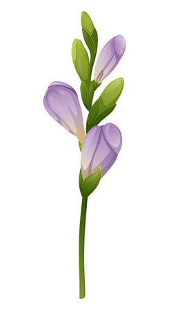 Beautiful purple freesia flower on an isolated background. Design element for wedding invitations, cards. Vintage Floral of Blooming Freesia.のイラスト素材