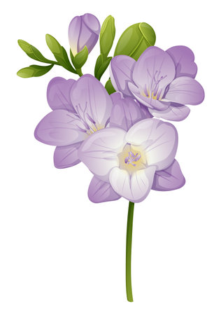 Beautiful purple freesia flower on an isolated background. Design element for wedding invitations, cards. Vintage Floral of Blooming Freesia.のイラスト素材