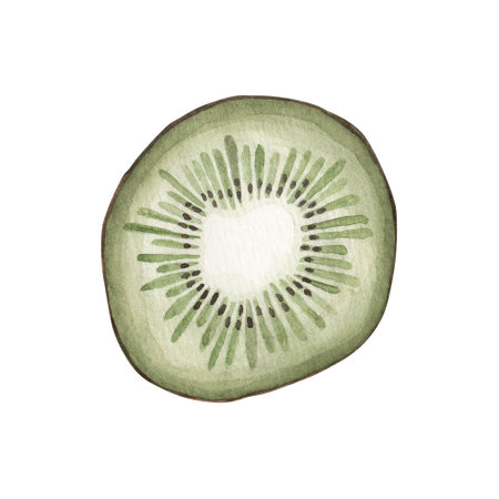 Watercolor slice of kiwi on a white background. Healthy fruit, vegetarian food.の写真素材