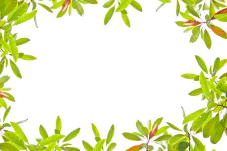 Leaf background and frame 
