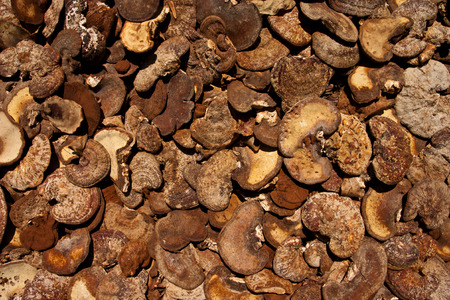 Lingzhi sunbathing to dry  
