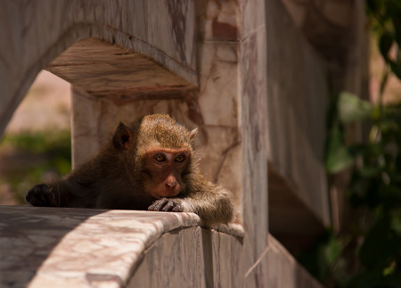 Monkeys avoid the sun during the day