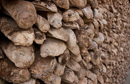 Wall fossil oysters for the background 