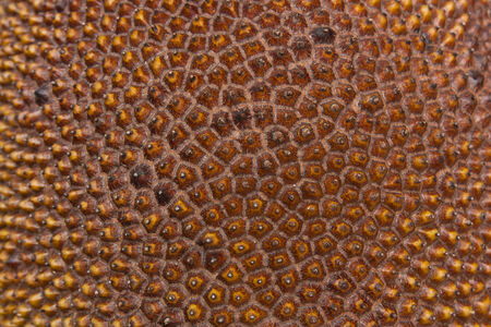 Texture of jackfruit, Thailand  の写真素材