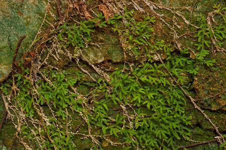 Trees of green ivy on old wall 