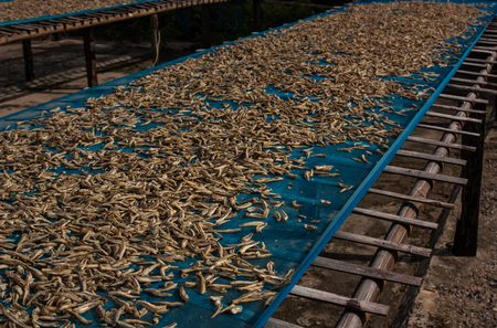 Small dry fish used in Asian cuisine,Thai food の写真素材