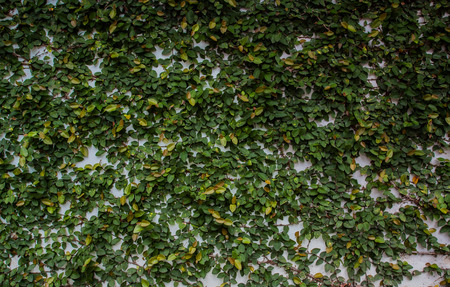Green creeper tree on wall.の写真素材