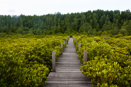 Bridge between of mangrove, Thailand.の写真素材
