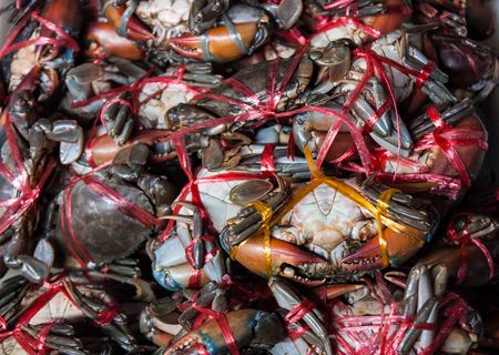 Crab was tied with rope for sale on the market.の写真素材