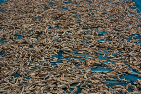 Small dry fish used in Asian cuisine,Thai food.の写真素材