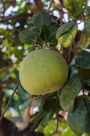 Green grapefruit growing on tree in organic farm, Thailand.