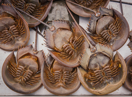 Fresh horseshoe crab in market Thailand market.の写真素材