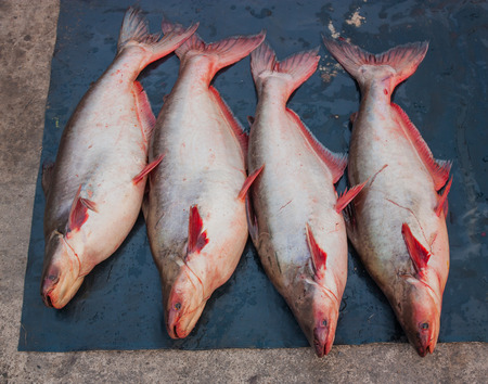 Fresh pangasius in the market Thailand market.