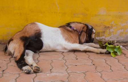Goat sleeping on the cement floor.の写真素材