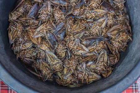 Giant water bug Thailand market.