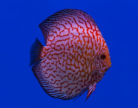 Fish in the aquarium glass, Striped Pigeon Blood.の写真素材