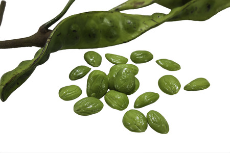 Isolated Parkia on a white background, with clipping path.の写真素材