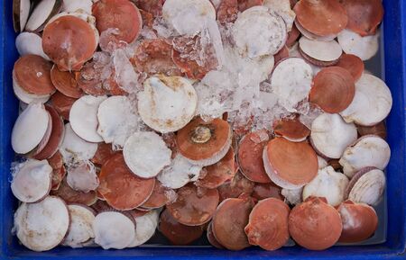 Fresh scallop in market, Thailand market.の写真素材