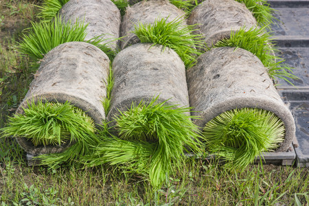 The coil seedlings in preparation for transport to the next crop in the field, The cultivation of rice seedlings in plastic trays.の写真素材