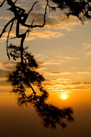 Golden light at sunrise with the silhouette of branches of pine trees, at Phu Kradueng National Park,Loei Province,Thailand.の写真素材