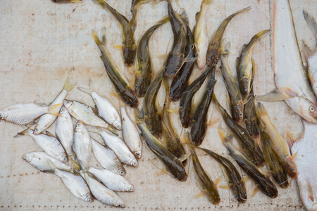Fish sold in the market, Luang Prabang market, The Lao People's Democratic Republic.の写真素材