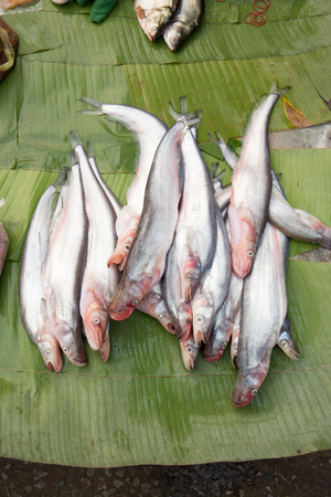Fish sold in the market, Luang Prabang market, The Lao People's Democratic Republic.
