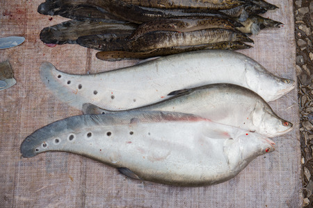 Fish sold in the market, Luang Prabang market, The Lao People's Democratic Republic.