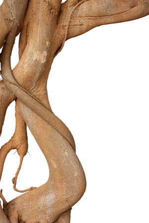 Root frame on a white background
