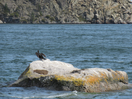 Cormorant on a rock in the middle of the Lake Baikalの写真素材