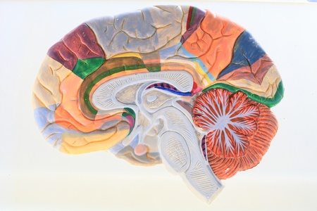 Anatomical drug brain closeup, made of colored ink 