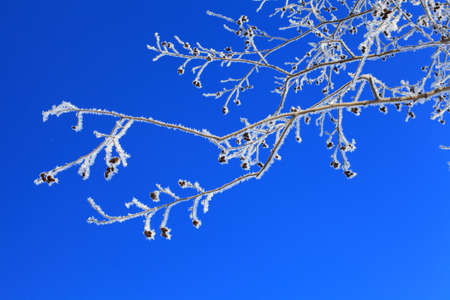 Photo frost on a branch with earrings closeup against the bright blue sky.の写真素材