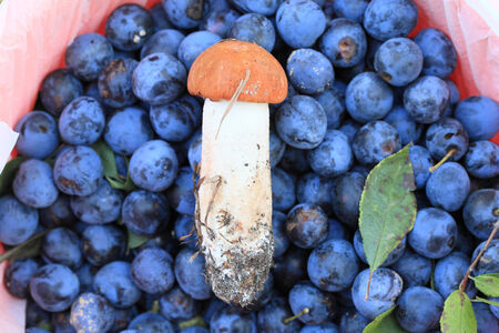 Young boletus close-up on a background of ripe plum fruit in a bucket of red.の写真素材