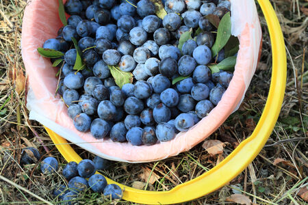 Fruits ripe plum dark blue close-up in a bucket priyarkom daylightの写真素材