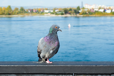 Unhappy wild pigeon with broken foot with a rope attachment on the embankment of the river in the cityの写真素材