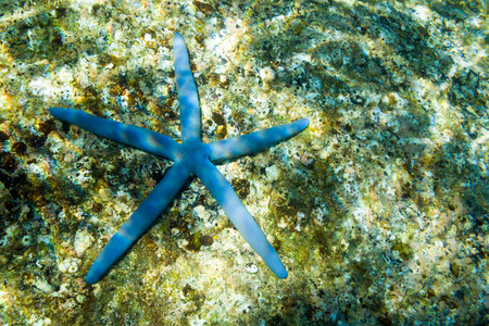 Blue starfish on the seabed. Cape between Kata and Kata Noi, Phuket, Thailandの写真素材