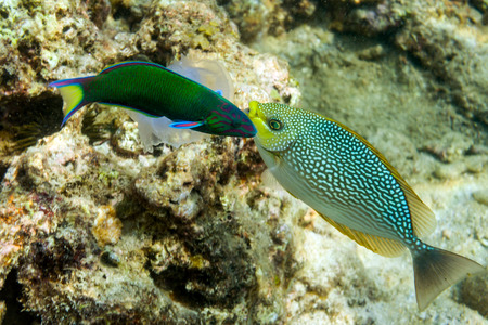 Two colored fish and jellyfish over the seabed. Phuket island, Thailand