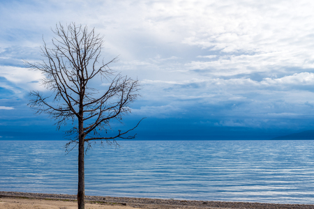 Dry tree on the lake Hovsgol, Mongoliaの写真素材