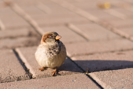 The sparrow looks into the cameraの写真素材