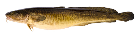 Predatory freshwater fish burbot isolated on whiteの写真素材