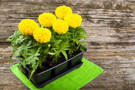 Seedlings of marigold flowers on a wooden backgroundの写真素材