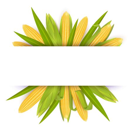 Corn frame card template, vector realistic illustrationのイラスト素材