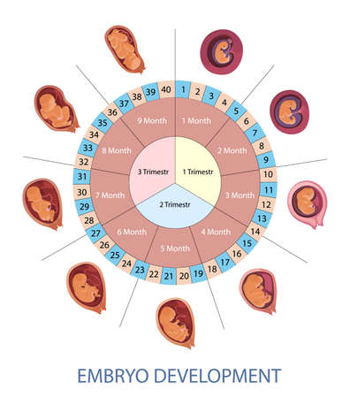 Stages of human embryo development vector infographic. Pregnancy weeks, months and trimesters chart.のイラスト素材