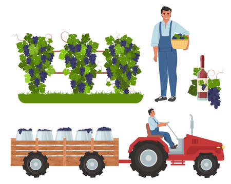 Wine grape harvesting, flat vector illustration. Vineyard, farmer with basket, tractor transporting grapes to the wineryのイラスト素材
